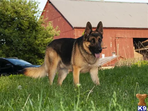 German Shepherd stud dog